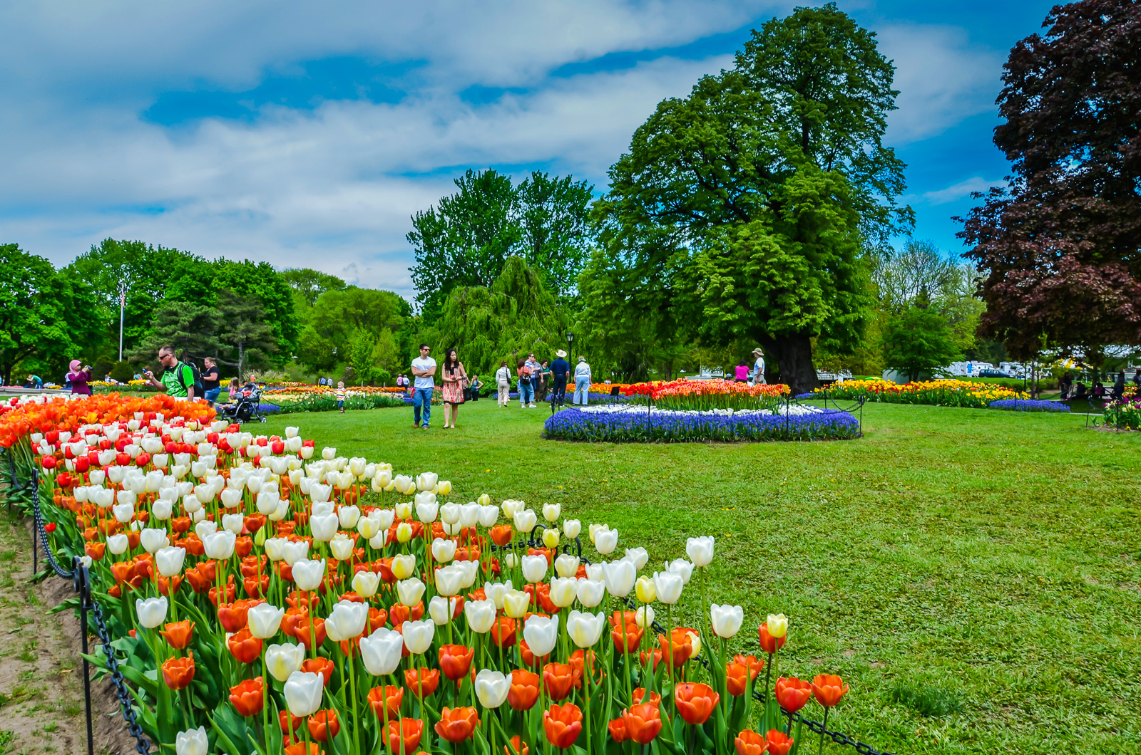 100,000 Tulips Blossom In Washington Park Albany, NY