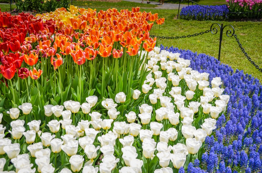 100,000 Tulips Blossom In Washington Park Albany, NY