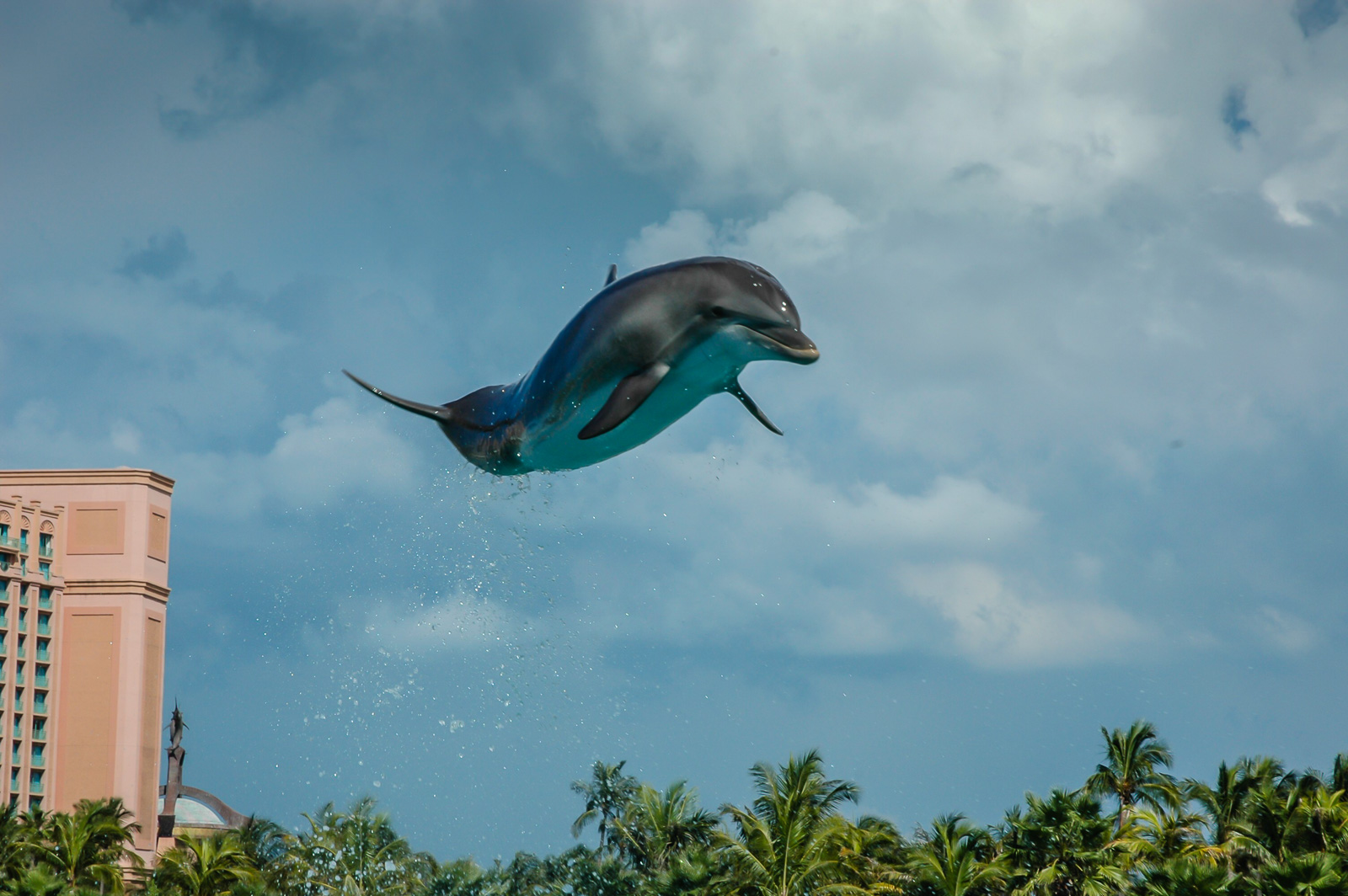 Playing with dolphins in the Bahamas - Oceanographic - Oceanographic