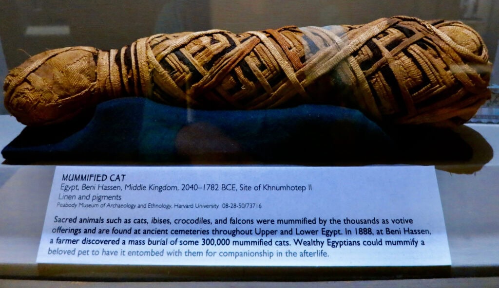 Cat Mummy at Fitchburg Art Museum MA