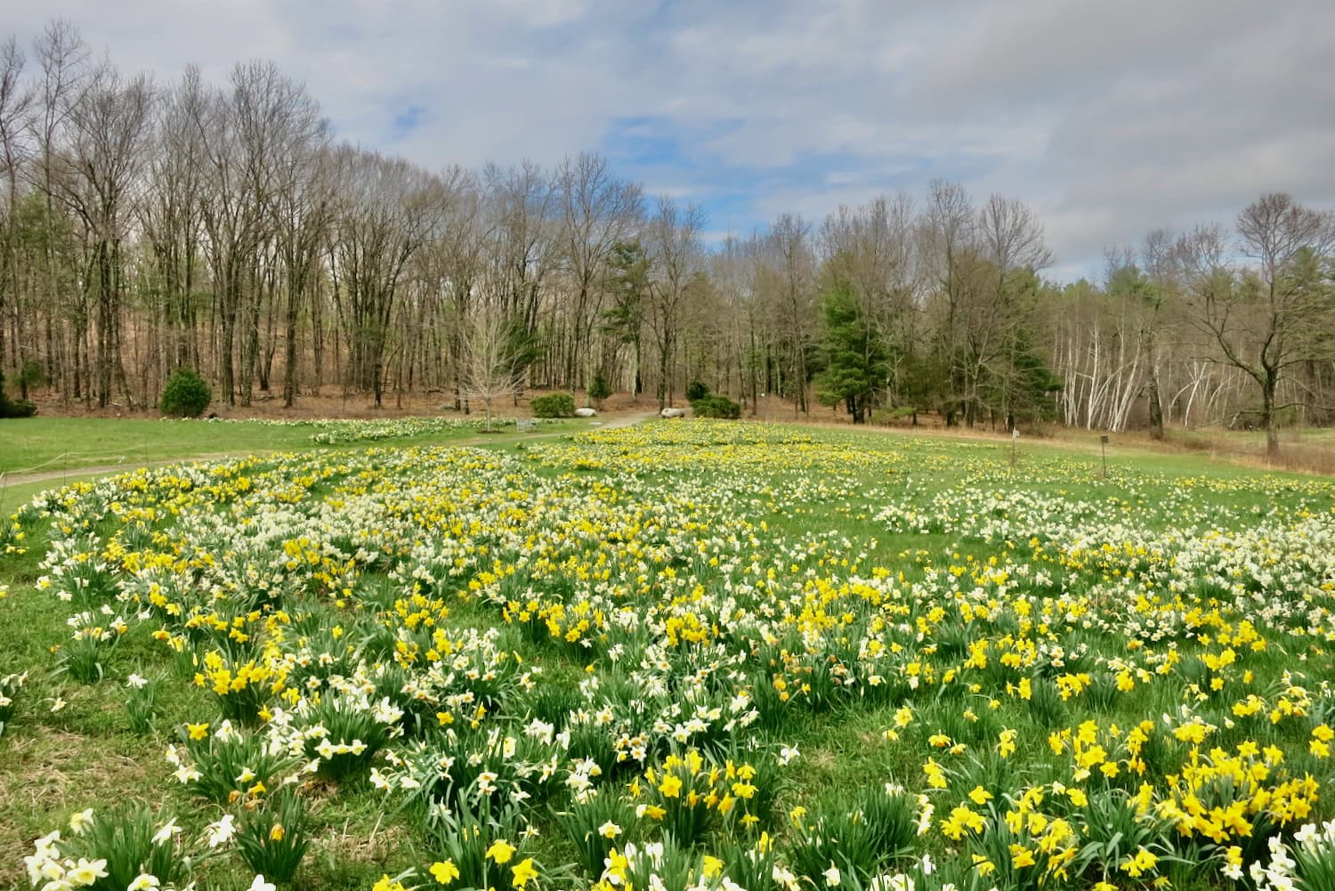 New England Botanic Garden Tower Hill in spring Wocester MA