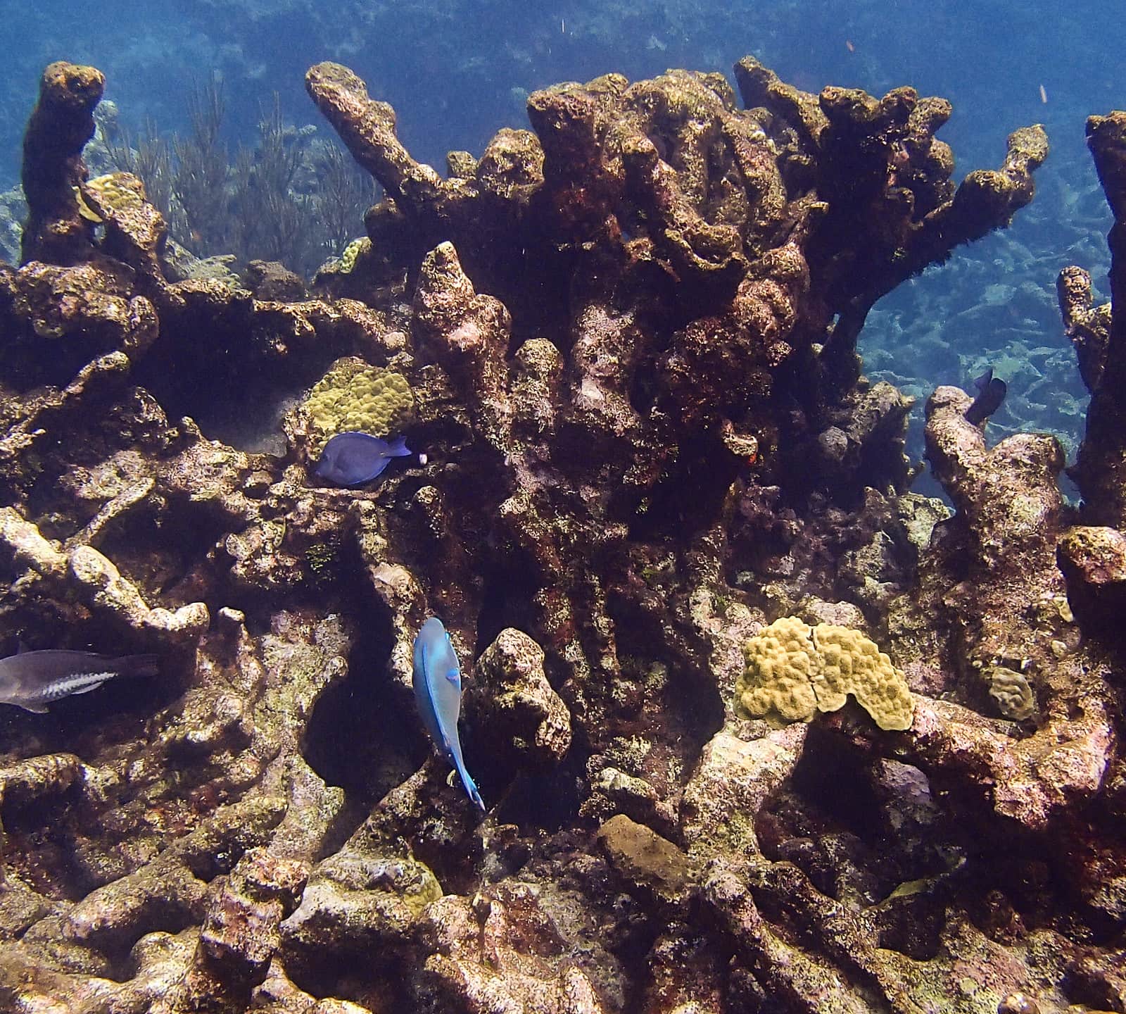 Buck Island Coral Reef